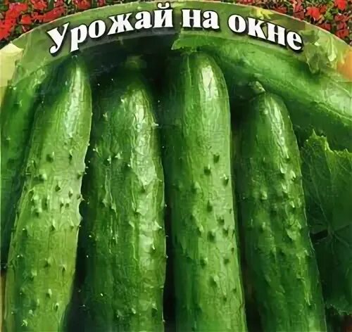 Атлет f1. Огурец атлет f1 гавриш. огурец артель f1. огурец атлет 10шт. гавриш. огурец арлекино сибирский сад.