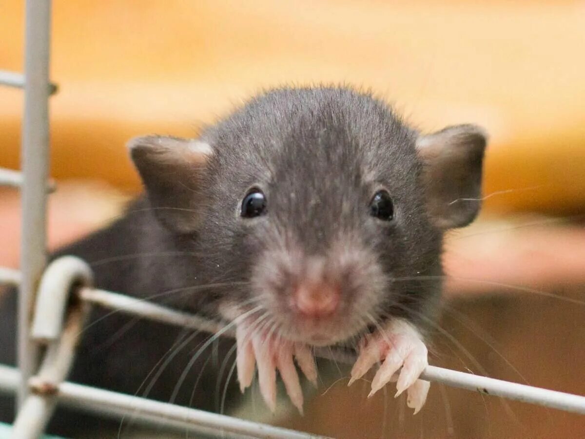 Экспериментальная мышь. Крыса Дамбо капюшоновая. Крыса Дамбо самец. Крысята Дамбо. Мышь Дамбо.