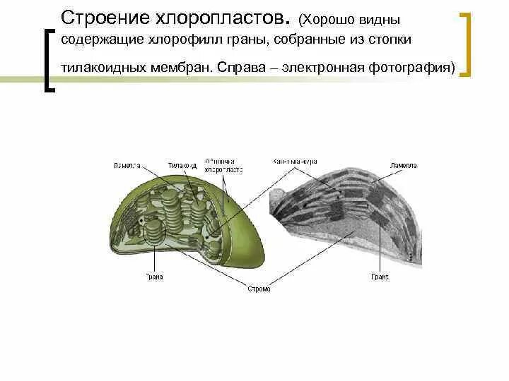 Сходство хлоропластов. Каково строение хлоропластов. Хлоропласты строение и функции. Хлоропласт структура и функции. Граны хлоропластов.