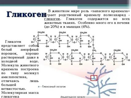 Печень животных гликоген