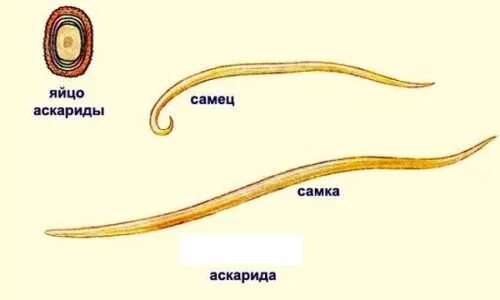 К какому типу животных относят аскариду. Человеческая аскарида (Ascaris lumbricoides). Личиночные стадии аскариды. Аскарида человеческая самка и самец.