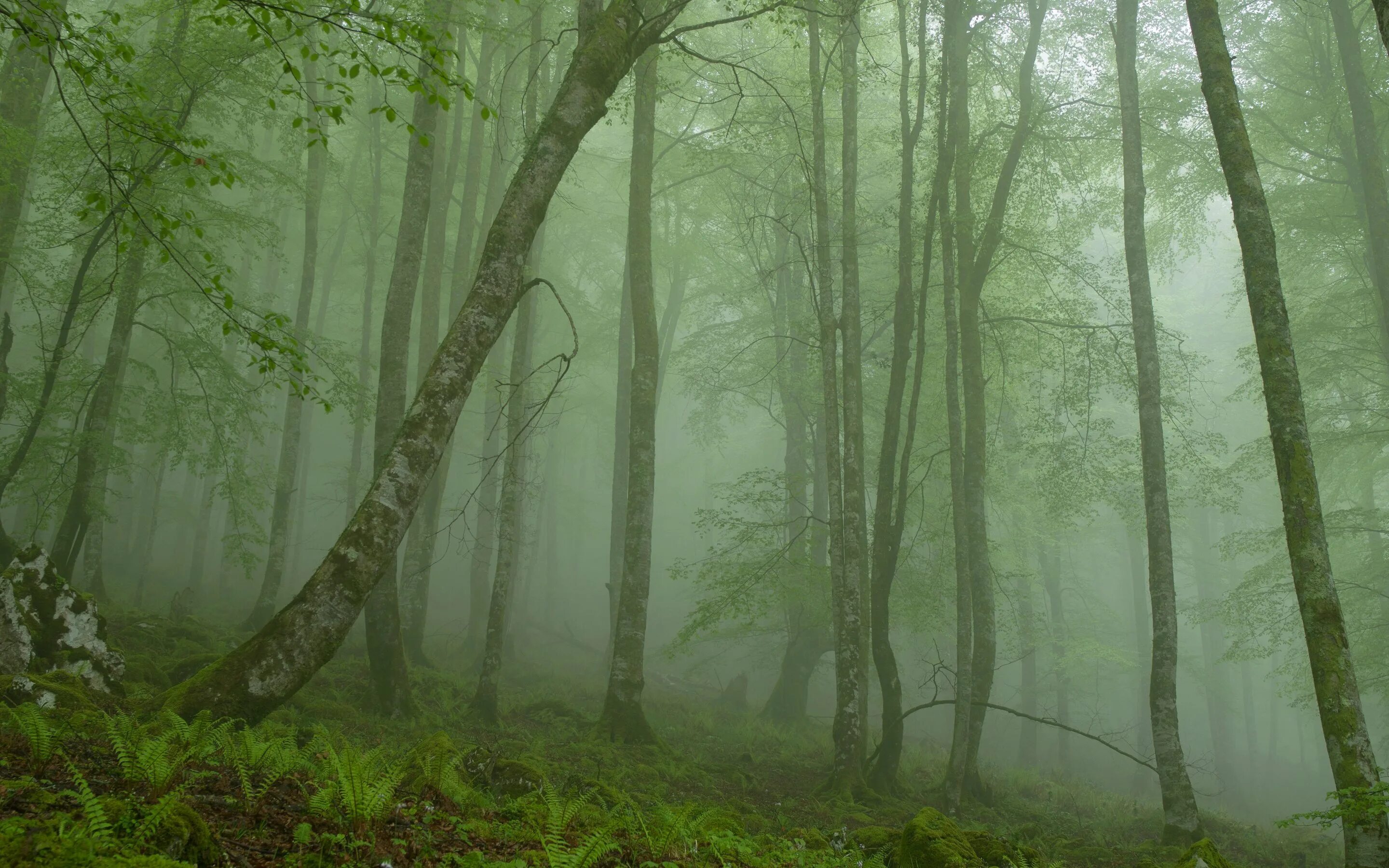 Лес. Природа лес. Лес в тумане. Фон леса. Ее стволы стали зеленовато серыми