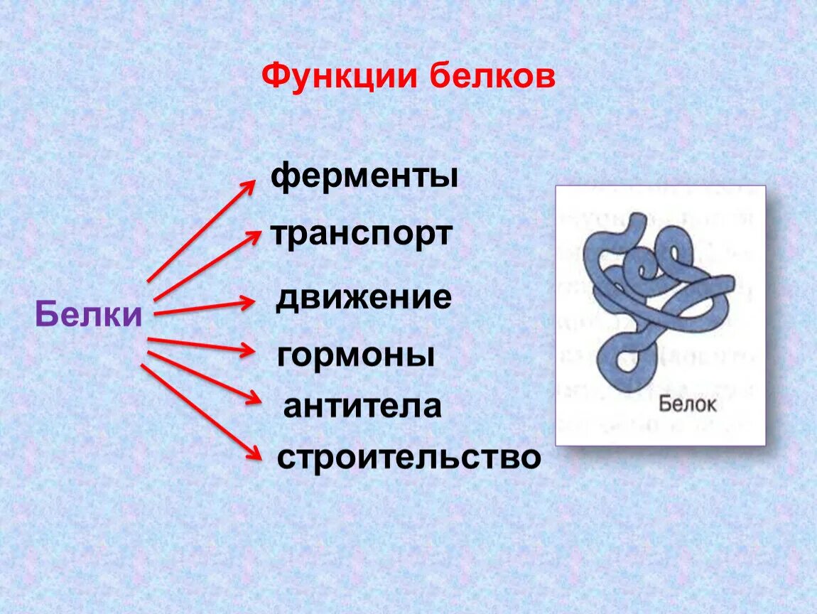 Функции белков. Биосинтез белка функции. Белки функции. Роль белков.