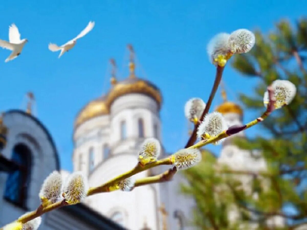 Какого числа вербное и пасха в 2024. Верба Церковь Вербное Воскресение. Верба на Вербное воскресенье. Верба в церкви в Вербное. Верба Церковь Вербное Воскресение праздник.