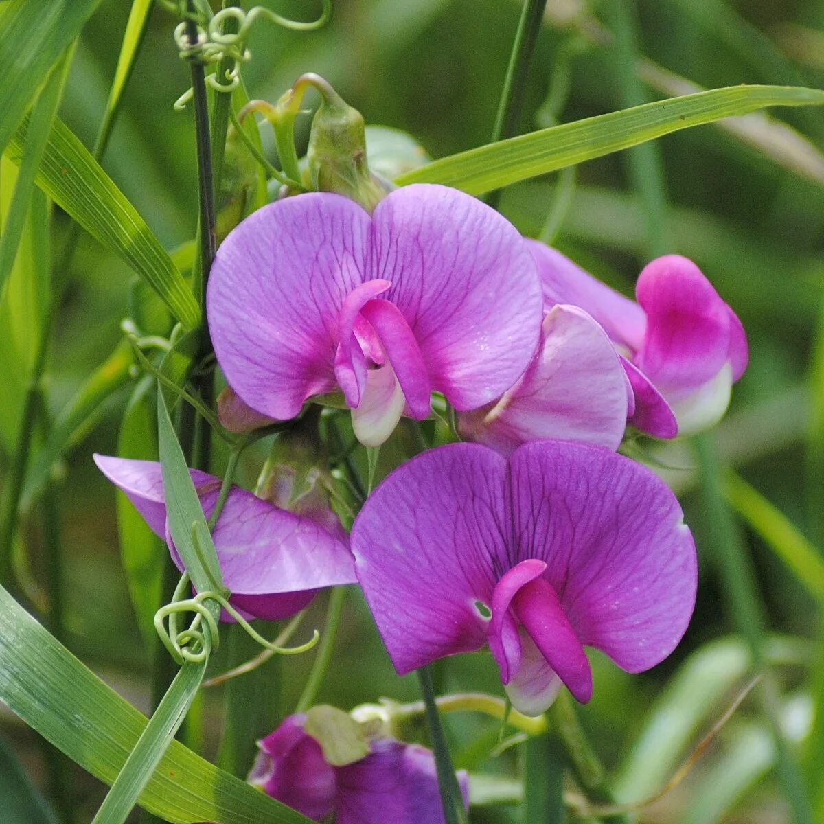 Чина ю. Чина клубневая (Lathyrus tuberosus l). Душистый горошек полевой. Чина душистый горошек. Луговой душистый горошек.