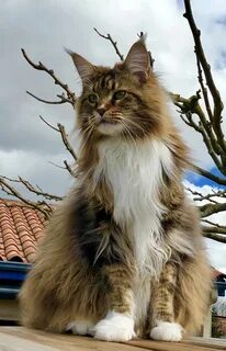 Большой кот мейн кун