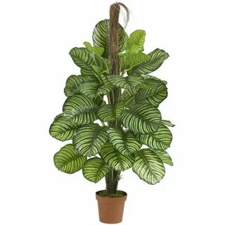 Real plant