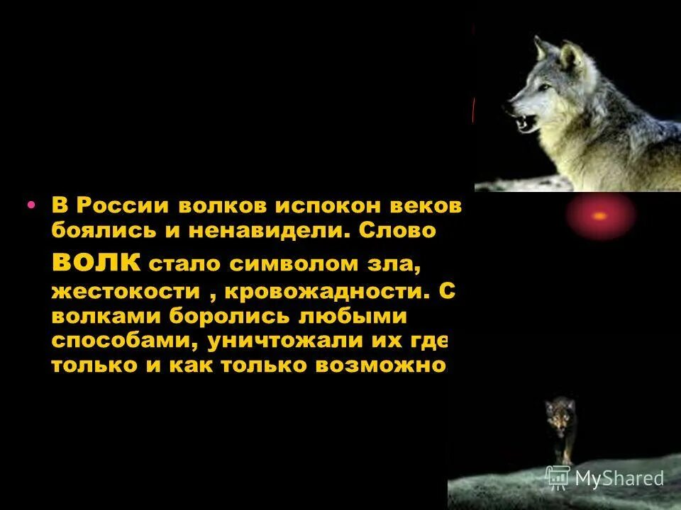 Не забывайте волкова текст. Слова волка. Цитаты волка. Цитаты Волков. Текст про волка.