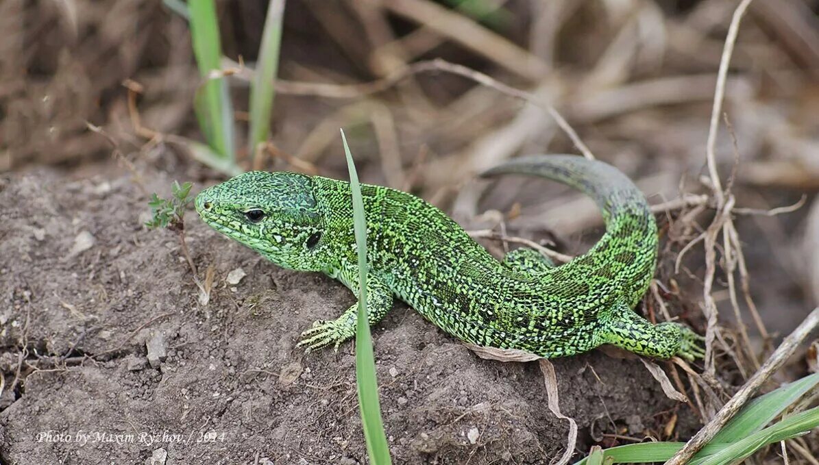 Прыткая ящерица Lacerta Agilis. Ящерица прыткая (Lacerta Agilis Linnaeus). Прыткая ящерица (Lacerta Agilis l.),. Лацерта Агилис. Известно что ящерица прыткая наземное