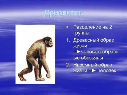 Дриопитеки человек умелый