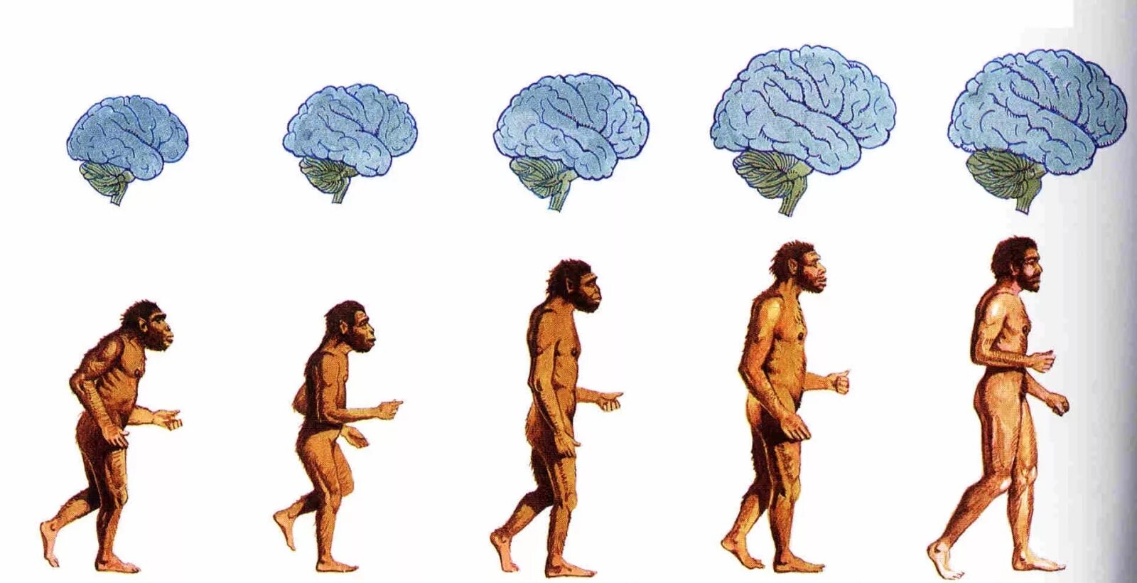 Хомо сапиенс Эволюция. Человек разумный homo sapiens. Этапы эволюции хомо сапиенс. Хомо сапиенс Эректус Эволюция.