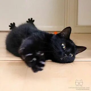 К чему пришел черный кот в дом