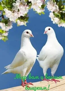 Two white