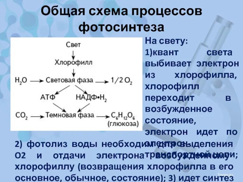 Как происходит восстановление потерянных хлорофиллом электронов