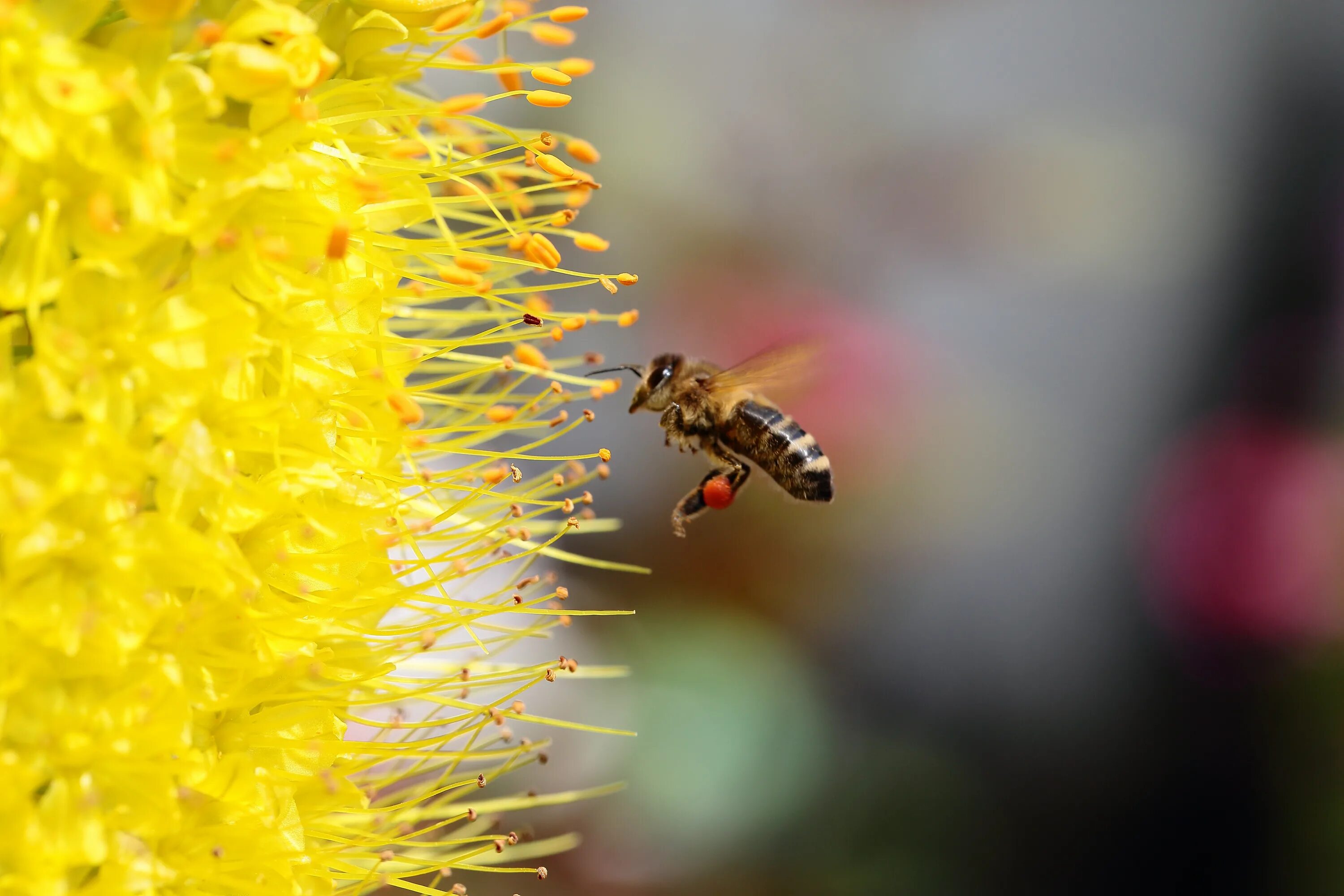 Пчелиная пыльца (Bee pollen). Пчела на цветке. Пчела с нектаром. Пыльца на цветке. Воздушная пыльца