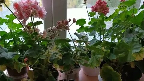 Герани осенью с улицы домой