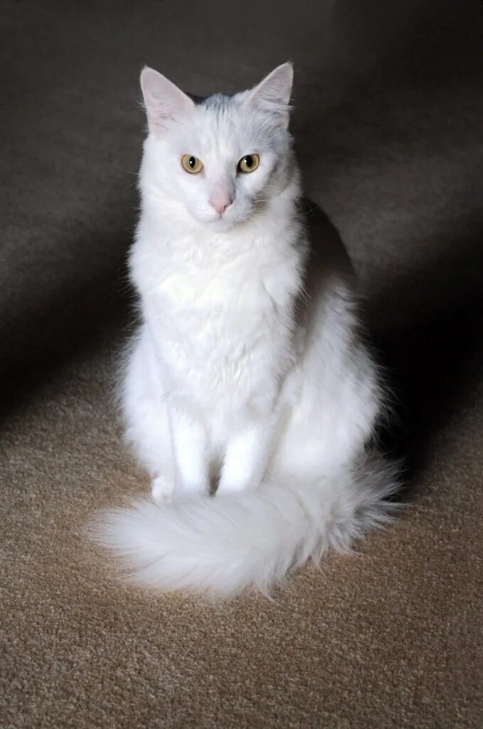 Ангорская кошка. Турецкая ангора кошка. Турецкая ангорская кошка. Турецкий ангорский кот белый.
