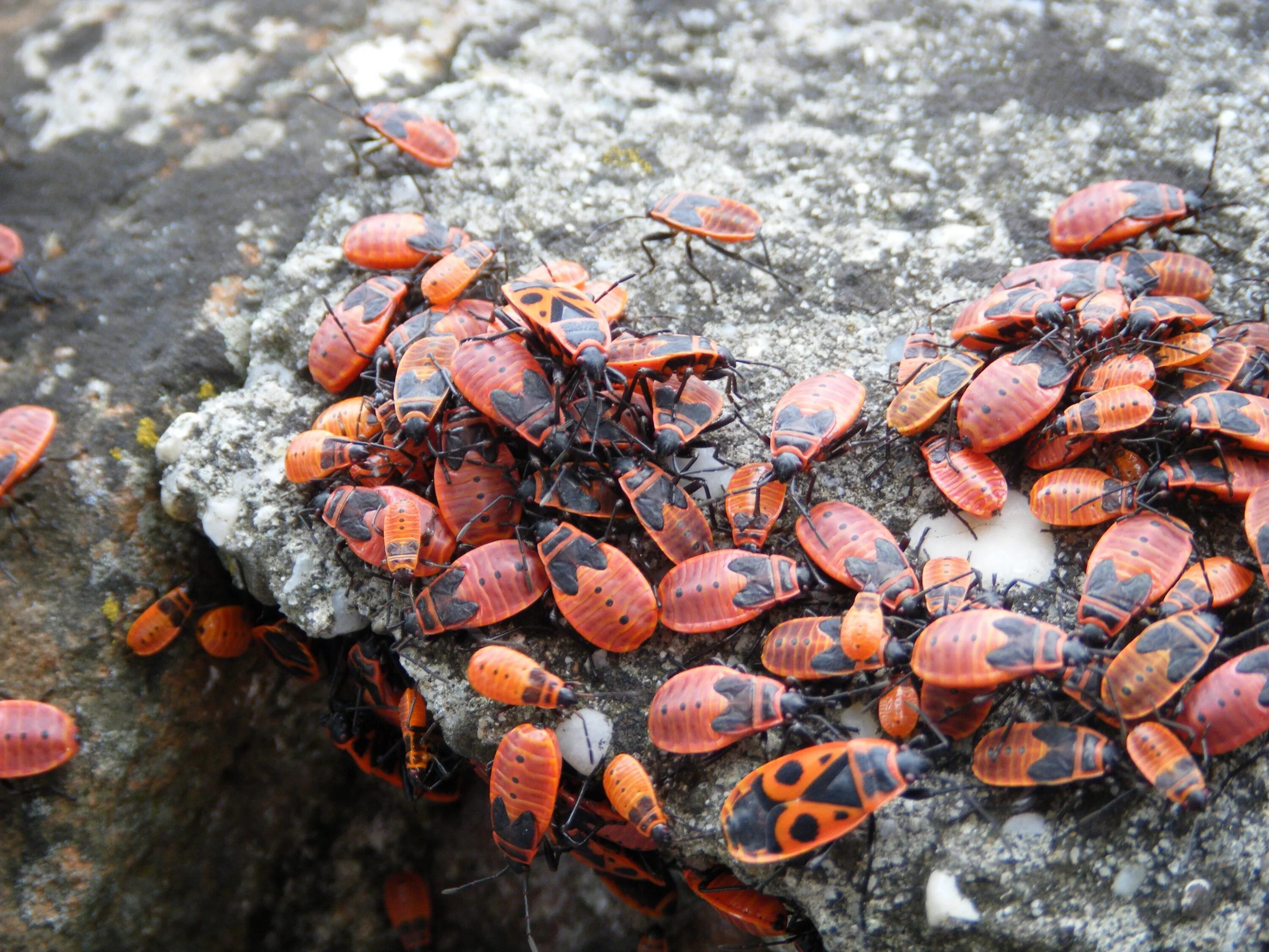 Red bug