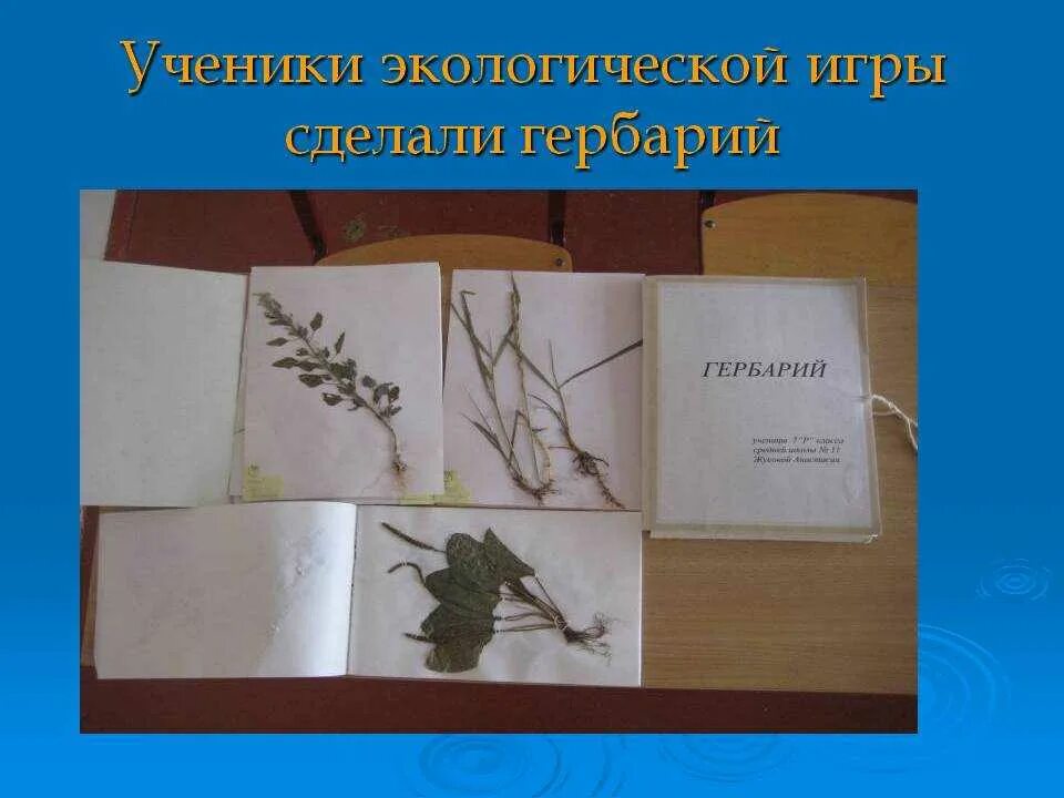 Как оформить гербарий. Оформить гербарий. гербарий в школу. гербарии растений в школе. страницы гербария.