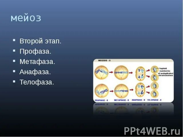 Мейоз происходит у человека. Мейоз 1 и мейоз 2. Метафаза мейоза 2. Образование половых клеток мейоз. Фазы мейоза.