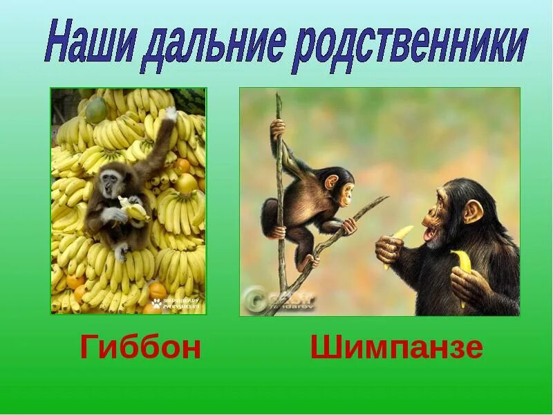 Дальней родственник человека. Дальний родственник. Наши предки - древесные жители. Родственник гиббона. Дальние родственники это кто.