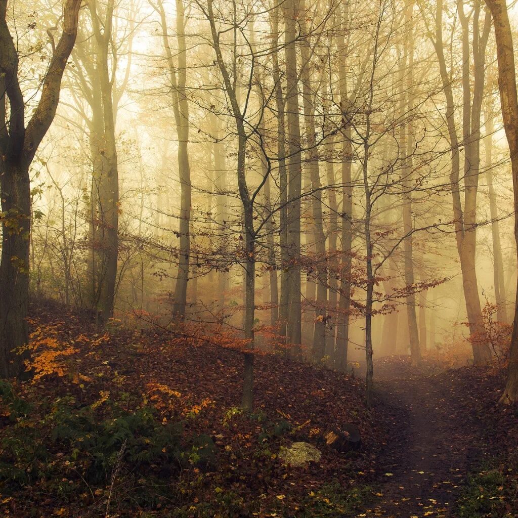 Запретный лес из гарри поттера. Темный лес эстетика. Тропинка в лесу. Головоломка в туманном лесу. Прогулка в лесу в одиночестве.