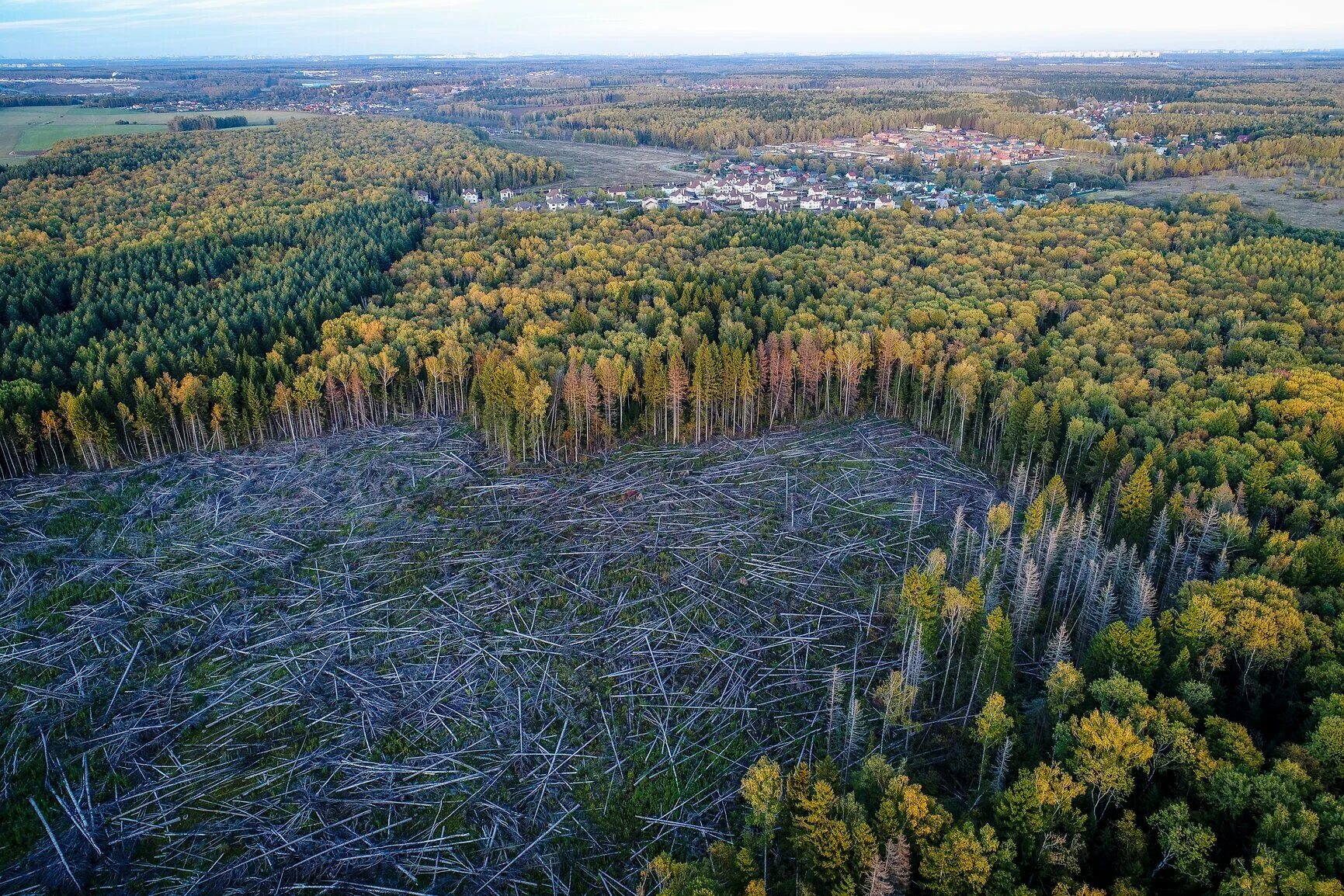 Средняя тайга красноярского края. Гектар в тайге. Девственные леса коми республика коми. Дальний восток уссурийская тайга. Вырубленные леса сверху.