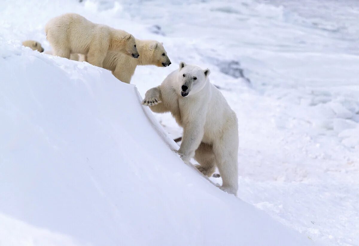Белые медведи на Аляске 2023. Белая Медведица с медвежонком. Белые медвежата катаются с горки. Белый медведь катается с горки. Белый медведь бег