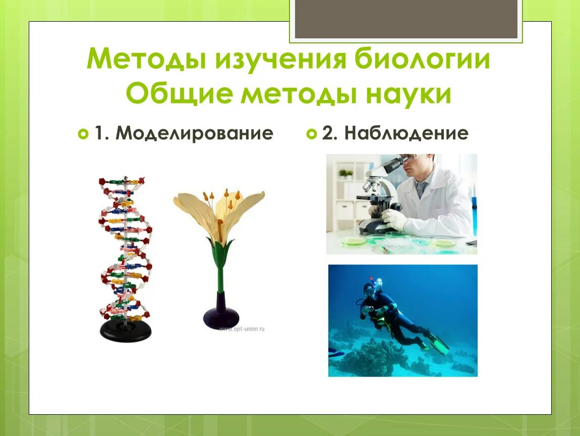 Методы изучения биологии. Исследования в биологии. Методы исследования в биологии. Метода исследования биологии. Какие методы исследования представлены на рисунках