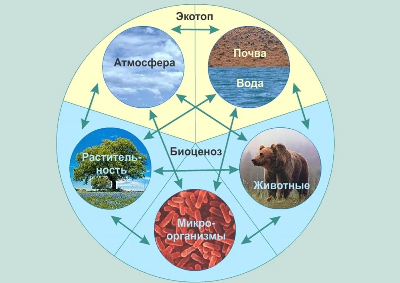 Экосистема биоценоз Экотоп. Биогеоценоз Экотоп и биоценоз. Схема структуры компонентов экосистемы. Структура биогеоценоза схема. Какие животные в атмосфере