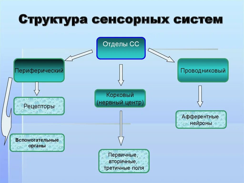 Отделы анализатора сенсорных систем анатомия. Схема строения сенсорной системы анализатора. Периферический отдел сенсорной системы. Отделы сенсорной системы физиология.