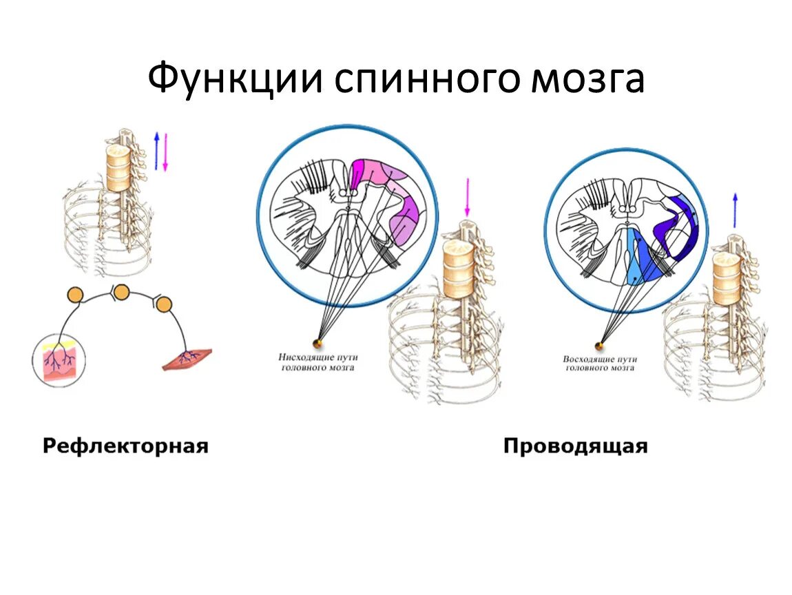 Выполняет рефлекторную и проводниковую функцию мозг. Проводниковая функция спинного мозга таблица. Функции спинногого мозга. Рефлекторная и Проводящая функции спинного мозга. Функции спинного мозга.