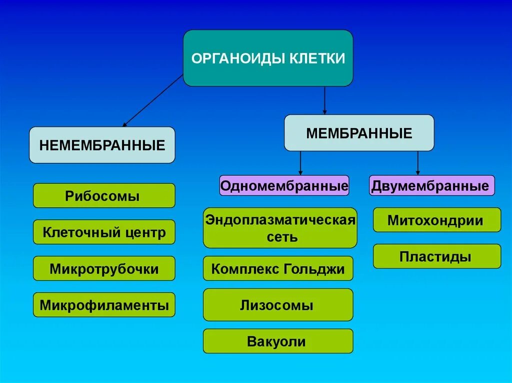 К одномембранным органоидам клетки относят