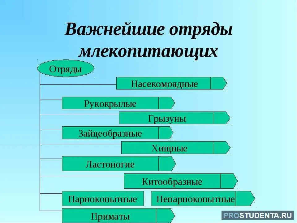 Отряды млекопитающих 8 класс. Отряды высших плацентарных млекопитающих. Схема отряды плацентарных млекопитающих. Многообразие плацентарных млекопитающих. Китообразные парнокопытные