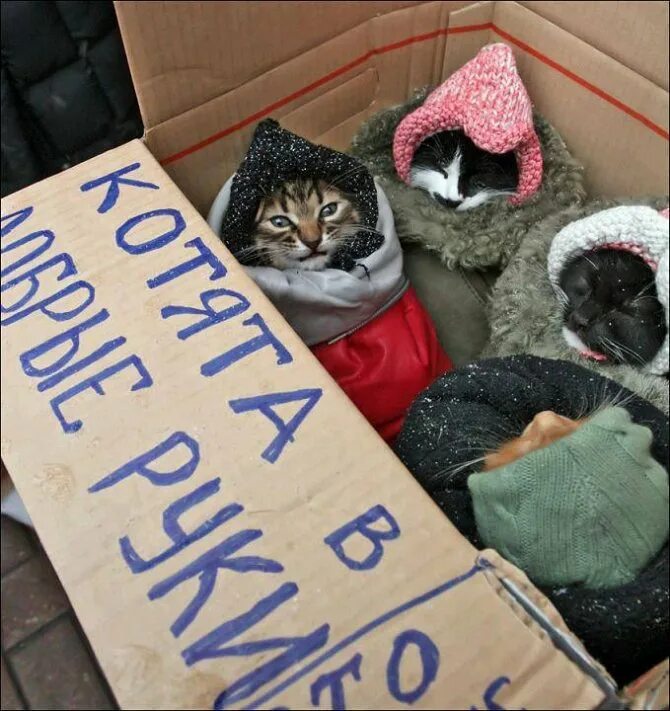 Кому нужен забирайте. Вещи для бездомных животных. Коты с вещами. Поделка на тему бездомные животные. Бездомных котят в магазине.