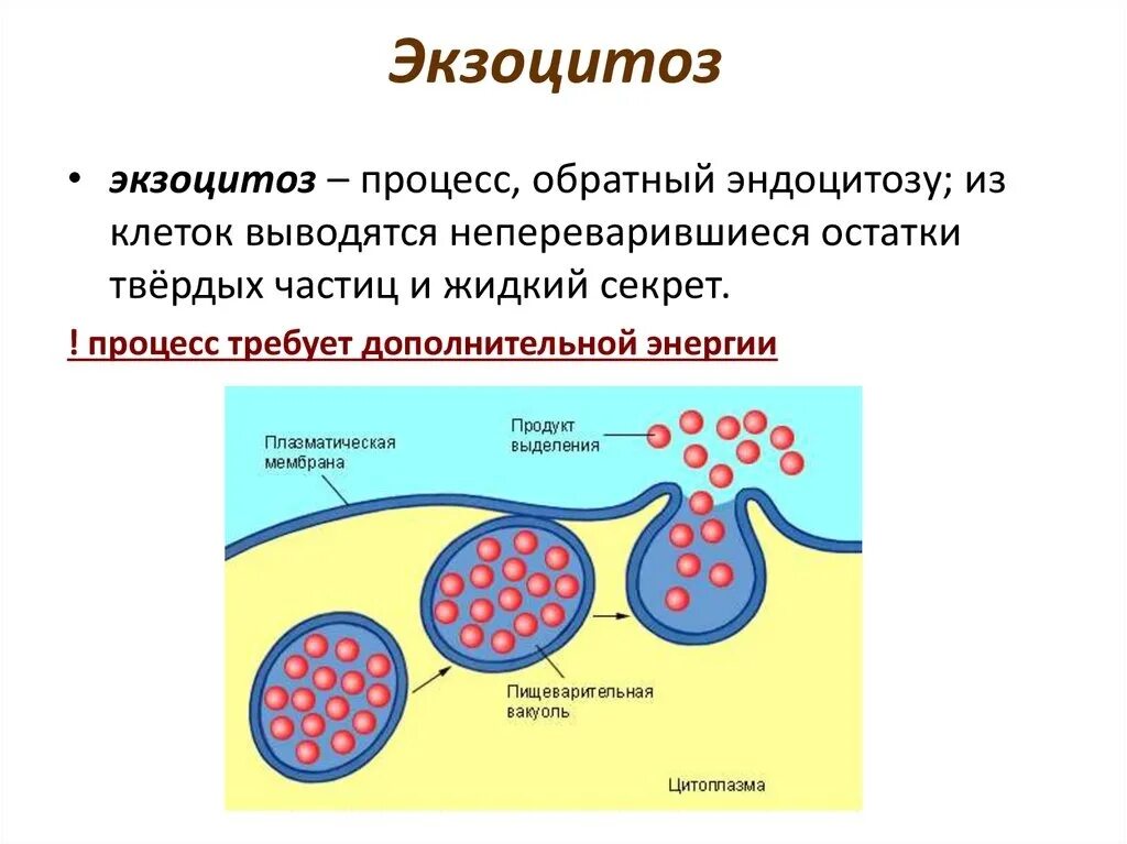 Комплекс гольджи и эндоплазматическая сеть. Комплекс гольджи и эндоплазматическая сеть функции. Синтез белка транскрипция и трансляция. Ароморфозы транспорта веществ. Репликация экзоцитоз присоединение углеводных.