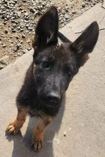 Шұлық киген қыз веб-камерада сызады