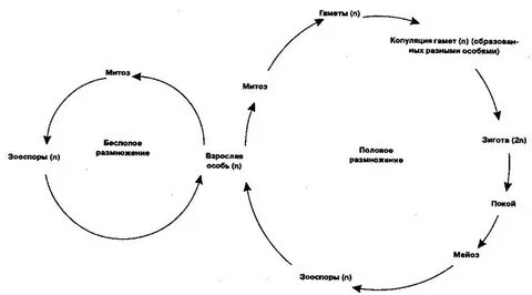 Составить схему жизненного цикла споровых растений