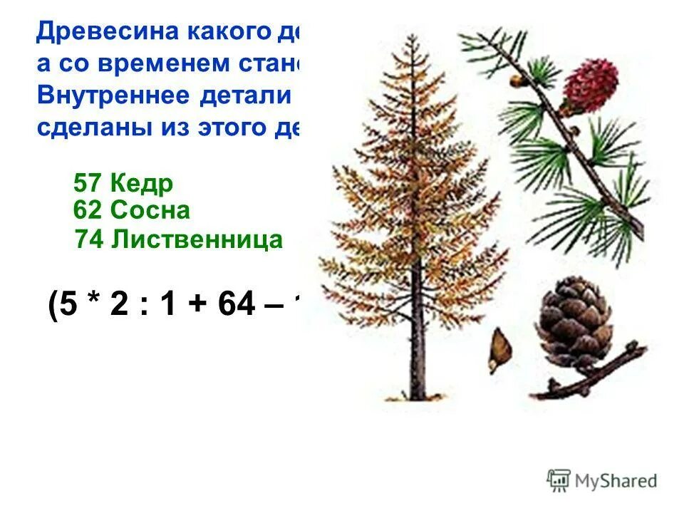 лиственница не гниет.