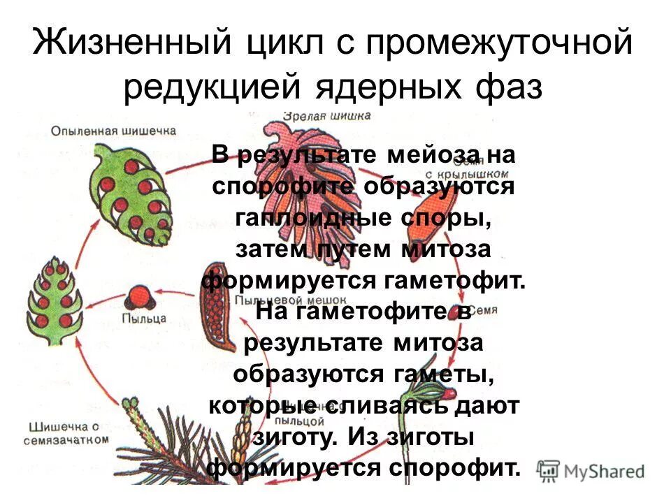 Цикл развития щитовника мужского схема. Гаметофит образуется митозом. Митоз генеративной клетки пыльцевого зерна. Цикл с промежуточной редукцией это. Жизненный цикл папоротников растений схема егэ.