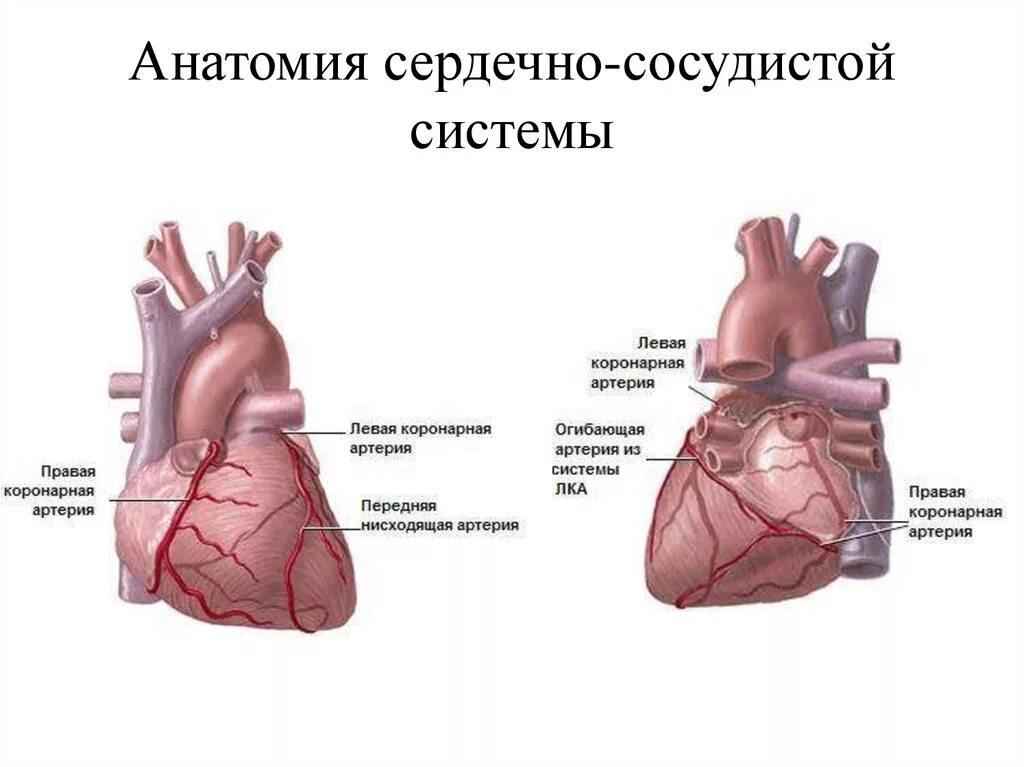 Строение сердца коронарные сосуды. Сосуды сердца схема коронарография. Сердце сердечно сосудистая система анатомия. Правая венечная артерия анатомия.