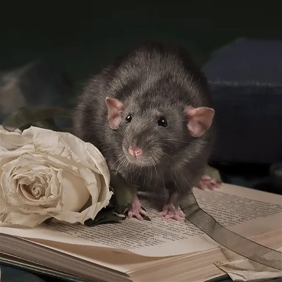 Декоративные крысы. Мышка сосиска. Гибель подопытной мышки. Мышка домашняя. Белая крыса альбинос.