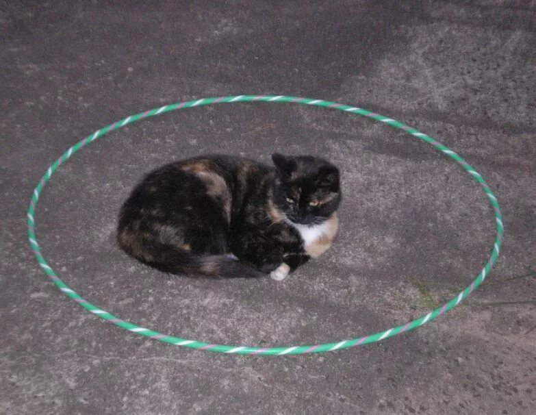 Кот ходит кругами. Ловушка для котов. кошка в круге. силок на кошку. кошачий капкан.