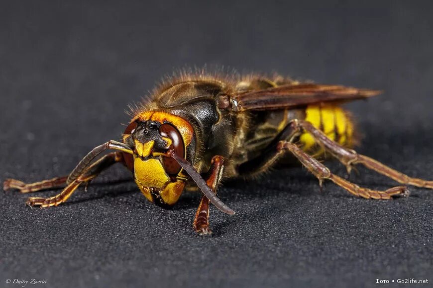 австралийский шершень. девятерик шершень. азиатский шершень. девятерик шершень. шершень обыкновенный.