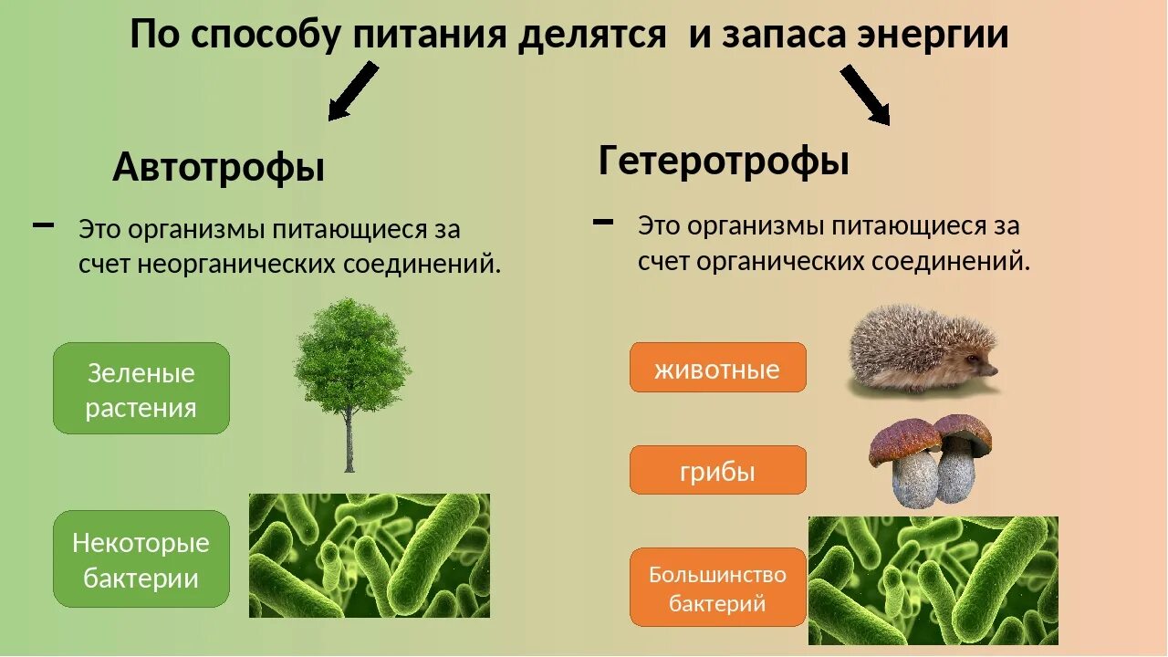 Чем отличаются бактерии от грибов и растений. Автотрофный и гетеротрофный Тип питания. Автотрофный Тип питания гетеротрофный Тип. Типы питания автотрофы и гетеротрофы 5 класс. Автотрофные организмы и гетеротрофные организмы.