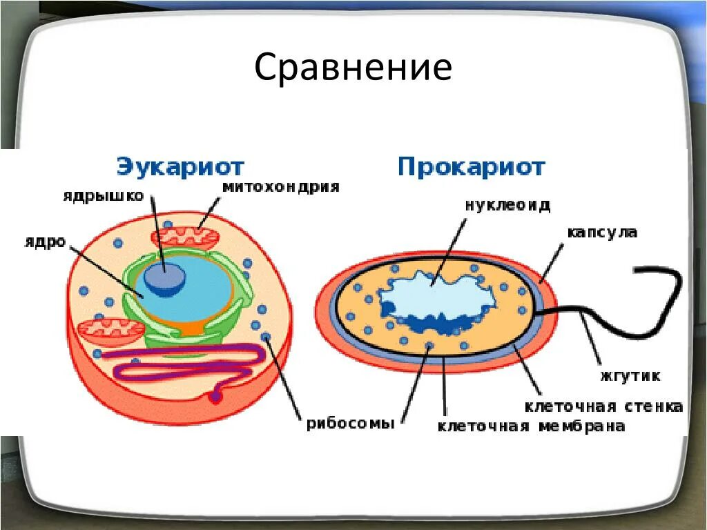 Группы организмов прокариот. Клетки прокариот и эукариот. Прокариот клетки эукариот бактерии. Строение клетки бактерий и эукариот. Клетка бактерий и эукариот.