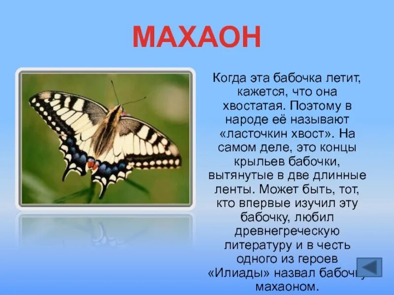 Бабочка с вытянутыми крыльями сбоку. Махаон почему так называется. Бабочка Махаон конференция Инфоурок. Какие бабочки не летают днем. Почему бабочка летает