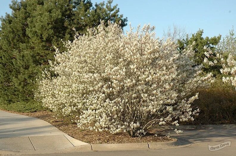 Amelanchier ovalis (Ирга круглолистная) 5шт Сбор 23г