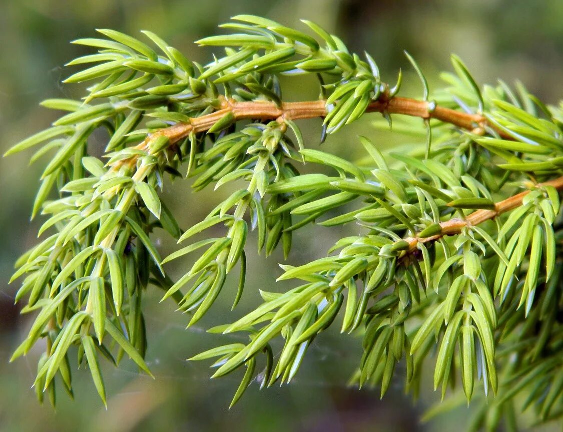 Хвоинки можжевельника. Можжевельник обыкновенный лесной. Juniperus virginiana l. Можжевельник обыкновенный верес. Хвоинки можжевельника.