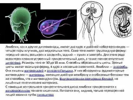 Особенности лямблий